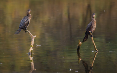 Pygmy cormorant in the water