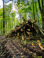 Abholzung im Mischwald