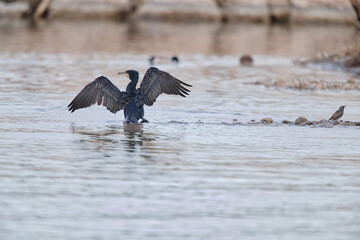Cormorant in water