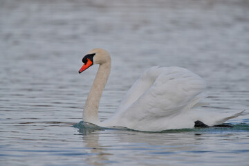 Obraz premium mute swan cygnus olor