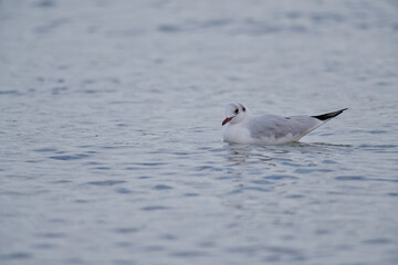 seagull in the water