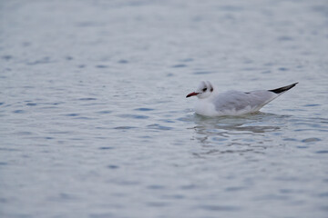 seagull on the water