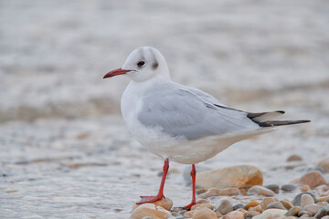 seagull on the beach