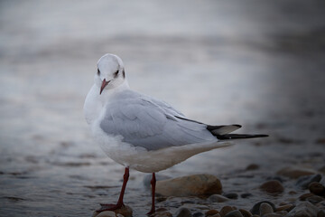 seagull on the beach