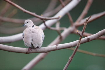 white dove perched on a branch
