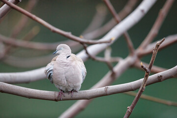 bird on a branch