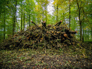 Abholzung im Mischwald