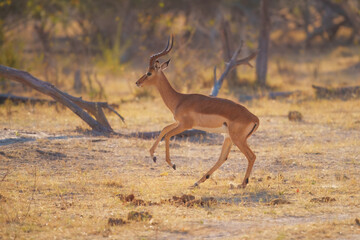 Impala (Aepyceros melampus) leaping over tall grass in Savuti Marsh in Okavango Delta