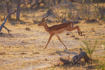 Impala (Aepyceros melampus) leaping over tall grass in Savuti Marsh in Okavango Delta