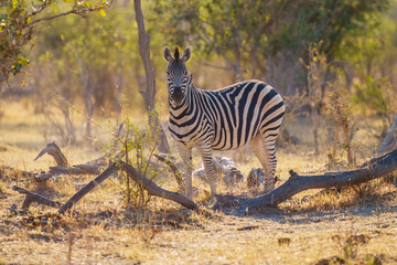 Zebras in the bushland near the Khwai North Gate Campsite at a glowing sunset, Moremi National Park, Okavango Delta, Botswana