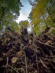 Abholzung im Mischwald