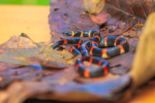 Pliocercus euryzonus, commonly known as Cope's false coral snake, is a species of snake in the subfamily Dipsadinae of the family Colubridae. The species is indigenous to southeastern Central America 