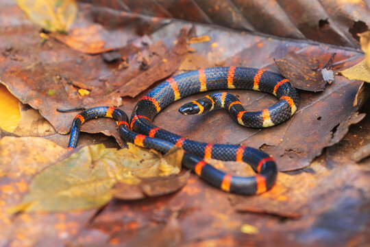 Pliocercus euryzonus, commonly known as Cope's false coral snake, is a species of snake in the subfamily Dipsadinae of the family Colubridae. The species is indigenous to southeastern Central America 