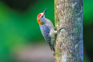 Hoffmann's woodpecker (Melanerpes hoffmannii) is a resident breeding bird from southern Honduras...
