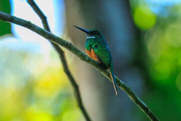 The rufous-tailed jacamar (Galbula ruficauda) is a near-passerine bird which breeds in the tropical New World in southern Mexico, Central America and South America as far south as southern Brazil