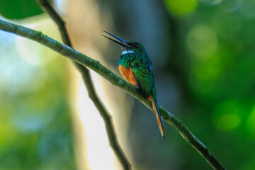 The rufous-tailed jacamar (Galbula ruficauda) is a near-passerine bird which breeds in the tropical New World in southern Mexico, Central America and South America as far south as southern Brazil