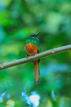 The rufous-tailed jacamar (Galbula ruficauda) is a near-passerine bird which breeds in the tropical New World in southern Mexico, Central America and South America as far south as southern Brazil