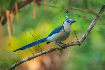 The white-throated magpie-jay (Calocitta formosa) is a large Central American species of magpie-jay. It ranges in Pacific-slope thorn forest from Jalisco, Mexico to Guanacaste, Costa Rica.