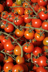 Fresh ripe Italian tomatoes ready to eat