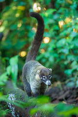White-nosed coati (Nasua narica), also known as the coatimundi. Inhabit wooded areas (dry and moist forests) of the Americas. Taken in Costa Rica