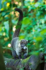 White-nosed coati (Nasua narica), also known as the coatimundi. Inhabit wooded areas (dry and moist forests) of the Americas. Taken in Costa Rica