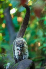 White-nosed coati (Nasua narica), also known as the coatimundi. Inhabit wooded areas (dry and moist forests) of the Americas. Taken in Costa Rica