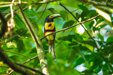 The fiery-billed aracari or fiery-billed araçari (Pteroglossus frantzii) is a toucan, a near-passerine bird. It breeds only on the Pacific slopes of southern Costa Rica and western Panama.