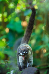 White-nosed coati (Nasua narica), also known as the coatimundi. Inhabit wooded areas (dry and moist forests) of the Americas. Taken in Costa Rica