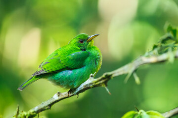 Green honeycreeper female (Chlorophanes spiza) is a small bird in the tanager family. It is found in the tropical New World from southern Mexico south to Brazil, and on Trinidad.