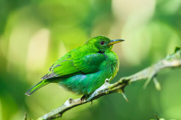Green honeycreeper female (Chlorophanes spiza) is a small bird in the tanager family. It is found in the tropical New World from southern Mexico south to Brazil, and on Trinidad.