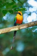 The rufous motmot (Baryphthengus martii) is a near-passerine bird in the family Momotidae. It is found from northeastern Honduras south to western Ecuador, northern Bolivia, and western Brazil