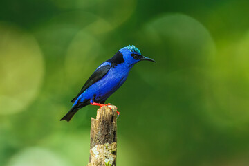 Red-legged honeycreeper (Cyanerpes cyaneus) is a small songbird species in the tanager family (Thraupidae). It is found in the tropical New World from southern Mexico south to Peru