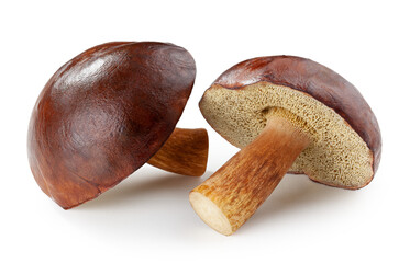 Forest mushrooms isolated on white background