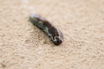 Solitary Slug Crawling
