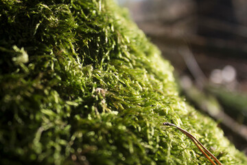 moss on a tree trunk