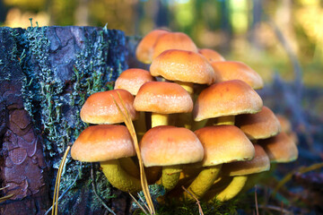 mushroom int he forest