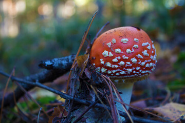 mushroom int he forest