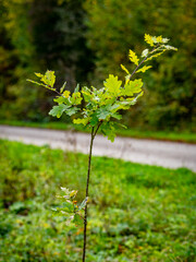 Wiederaufforstung im Mischwald im Herbst
