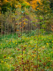 Wiederaufforstung im Mischwald im Herbst