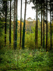 Fototapeta premium Wiederaufforstung im Mischwald im Herbst