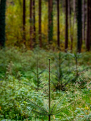 Wiederaufforstung im Mischwald im Herbst