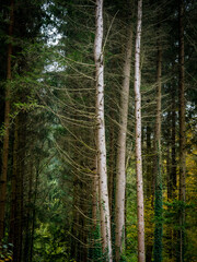 Wald im Herbst