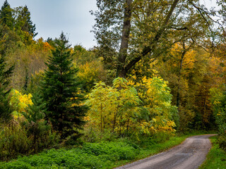 Wald im Herbst