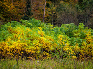Wald im Herbst