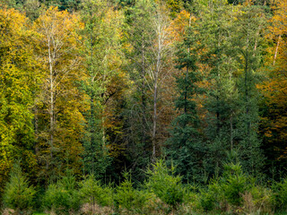 Fototapeta premium Wiederaufforstung im Mischwald im Herbst