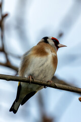European Goldfinch (Carduelis carduelis), commonly found in woodlands and gardens across Europe