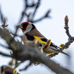European Goldfinch (Carduelis carduelis), commonly found in woodlands and gardens across Europe
