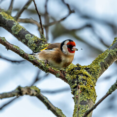 European Goldfinch (Carduelis carduelis), commonly found in woodlands and gardens across Europe