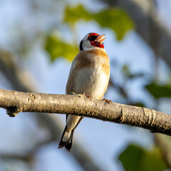 European Goldfinch (Carduelis carduelis), commonly found in woodlands and gardens across Europe