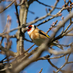 European Goldfinch (Carduelis carduelis), commonly found in woodlands and gardens across Europe